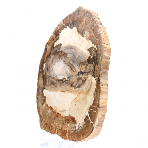 Polished fossil wood slice, character ornament, Madagascar Polished fossil wood slice, character ornament, Madagascar