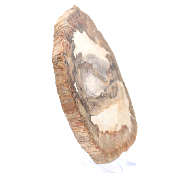 Polished fossil wood slice, character ornament, Madagascar Polished fossil wood slice, character ornament, Madagascar