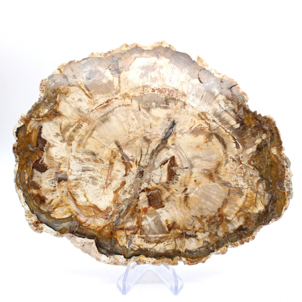 Large slice of polished petrified wood, solid fossil collector's item, Madagascar Large slice of polished petrified wood, solid fossil collector's item, Madagascar