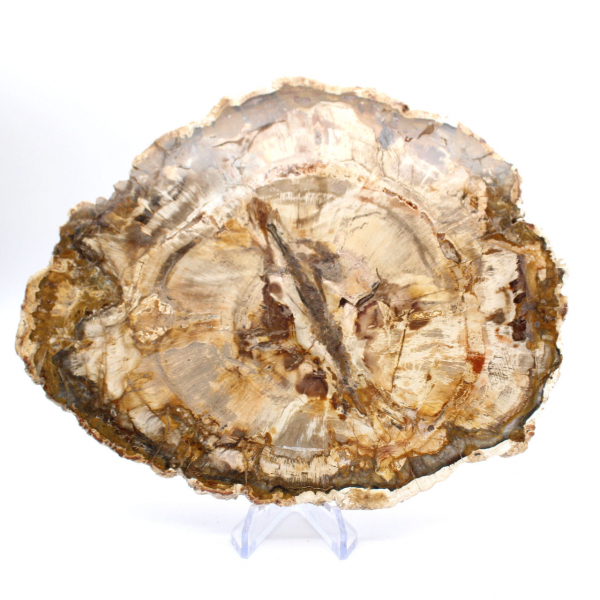Large slice of polished petrified wood, solid fossil collector's item, Madagascar Large slice of polished petrified wood, solid fossil collector's item, Madagascar