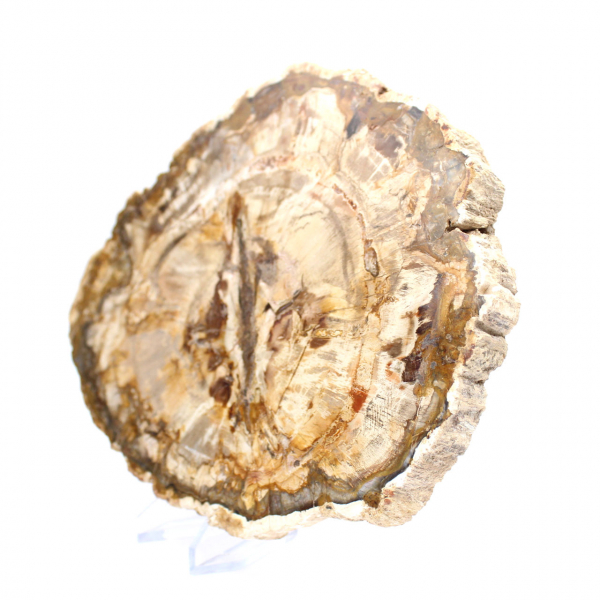 Large slice of polished petrified wood, solid fossil collector's item, Madagascar Large slice of polished petrified wood, solid fossil collector's item, Madagascar