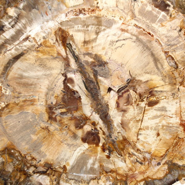 Large slice of polished petrified wood, solid fossil collector's item, Madagascar Large slice of polished petrified wood, solid fossil collector's item, Madagascar