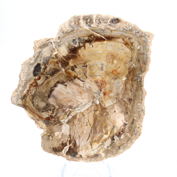 Small polished petrified wood ornament, fossil slice of history, Madagascar Small polished petrified wood ornament, fossil slice of history, Madagascar