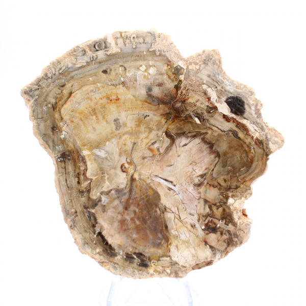 Small polished petrified wood ornament, fossil slice of history, Madagascar Small polished petrified wood ornament, fossil slice of history, Madagascar