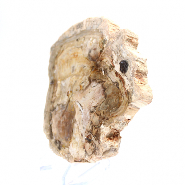 Small polished petrified wood ornament, fossil slice of history, Madagascar Small polished petrified wood ornament, fossil slice of history, Madagascar