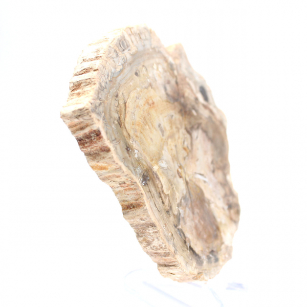 Small polished petrified wood ornament, fossil slice of history, Madagascar Small polished petrified wood ornament, fossil slice of history, Madagascar