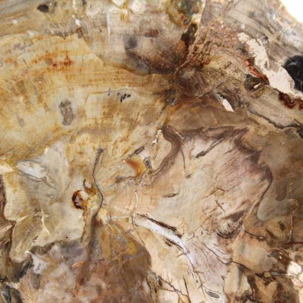 Small polished petrified wood ornament, fossil slice of history, Madagascar Small polished petrified wood ornament, fossil slice of history, Madagascar