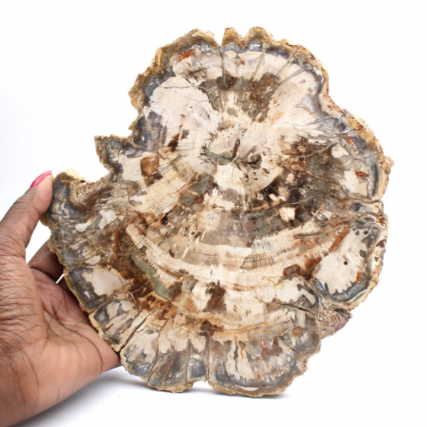 Petrified wood fossil, polished slice for collection, Madagascar Petrified wood fossil, polished slice for collection, Madagascar