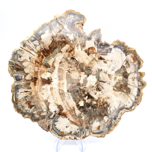Petrified wood fossil, polished slice for collection, Madagascar Petrified wood fossil, polished slice for collection, Madagascar
