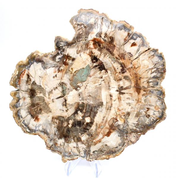Petrified wood fossil, polished slice for collection, Madagascar Petrified wood fossil, polished slice for collection, Madagascar