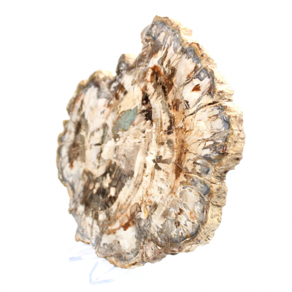 Petrified wood fossil, polished slice for collection, Madagascar Petrified wood fossil, polished slice for collection, Madagascar