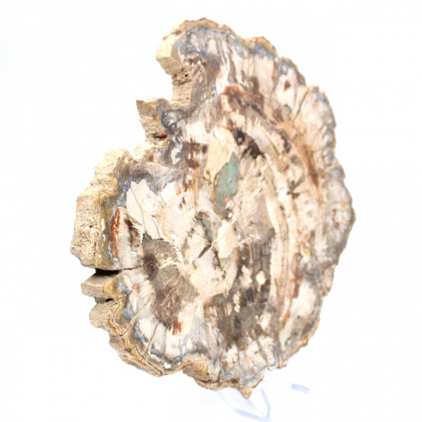 Petrified wood fossil, polished slice for collection, Madagascar Petrified wood fossil, polished slice for collection, Madagascar