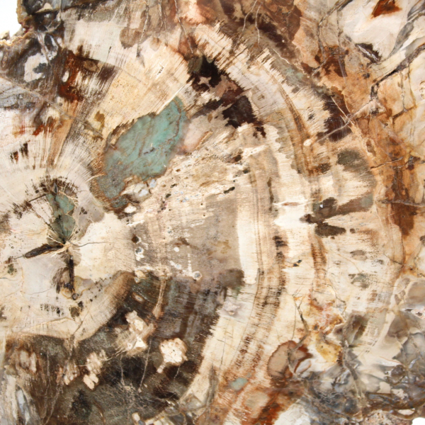 Petrified wood fossil, polished slice for collection, Madagascar Petrified wood fossil, polished slice for collection, Madagascar