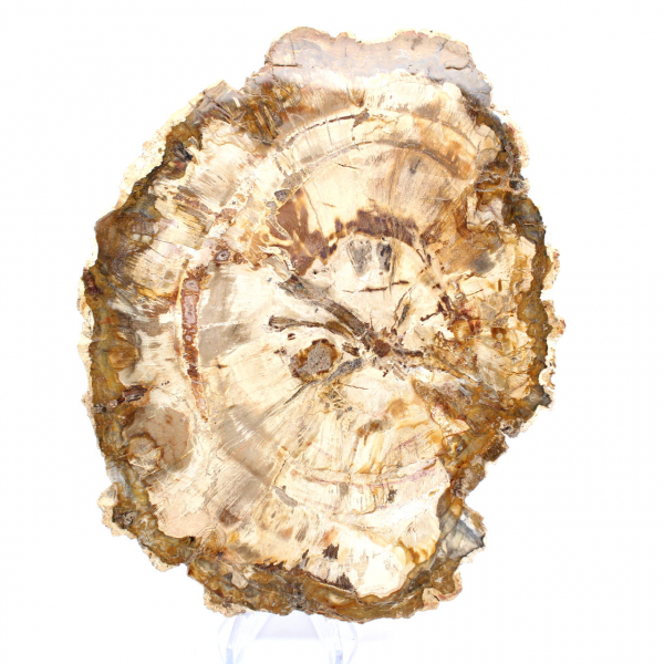 Petrified wood slice, polished ornament, specimen from Madagascar