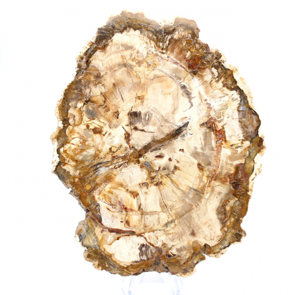 Petrified wood slice, polished ornament, specimen from Madagascar