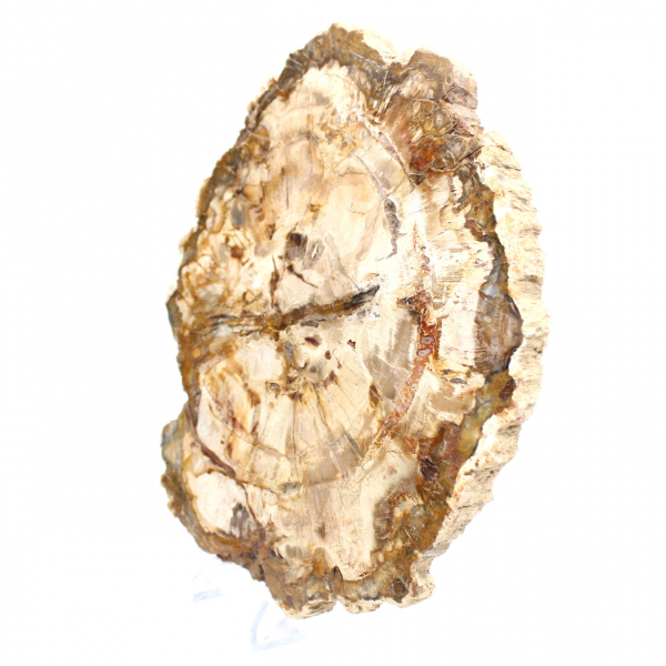 Petrified wood slice, polished ornament, specimen from Madagascar