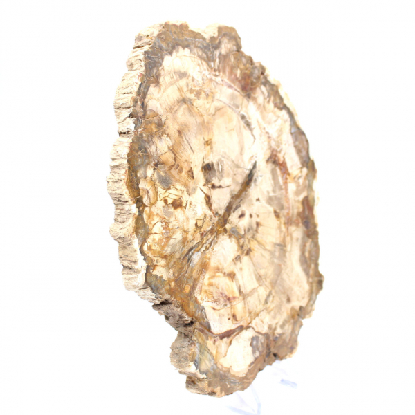 Petrified wood slice, polished ornament, specimen from Madagascar
