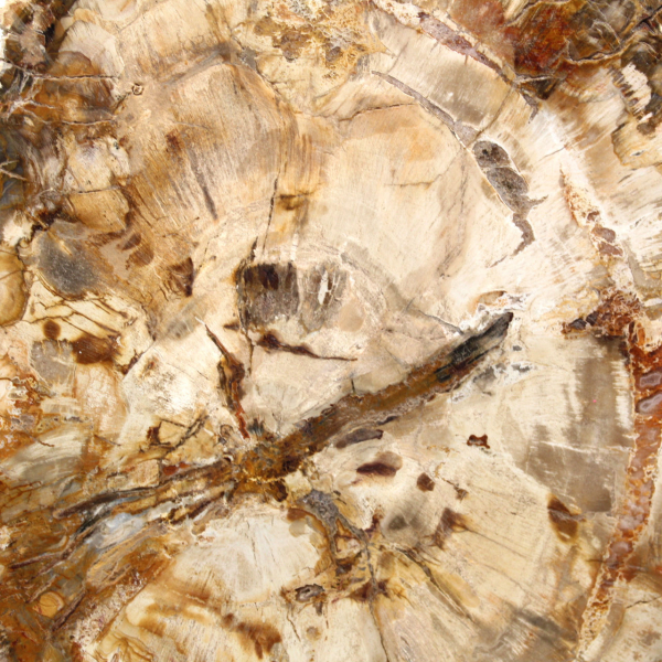 Petrified wood slice, polished ornament, specimen from Madagascar
