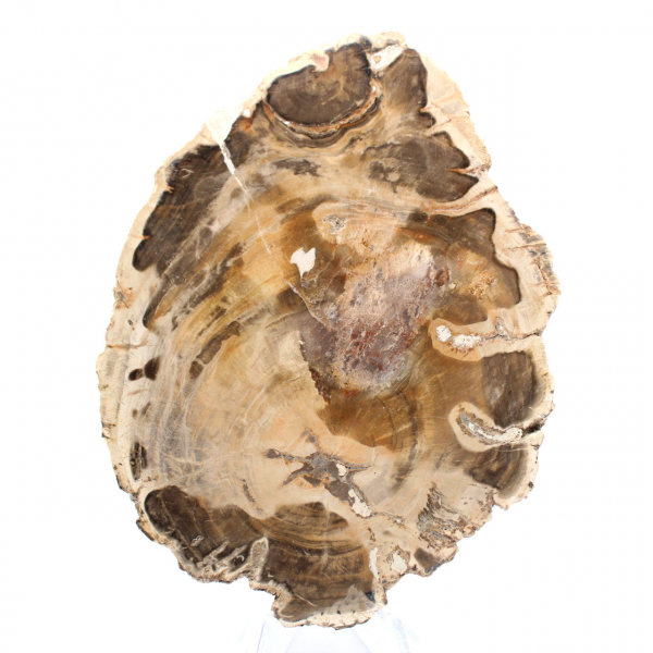 Polished fossil wood slice, decorative specimen, from Madagascar Polished fossil wood slice, decorative specimen, from Madagascar