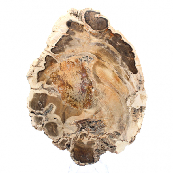 Polished fossil wood slice, decorative specimen, from Madagascar Polished fossil wood slice, decorative specimen, from Madagascar