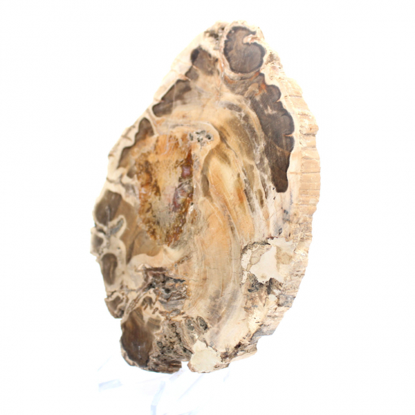 Polished fossil wood slice, decorative specimen, from Madagascar Polished fossil wood slice, decorative specimen, from Madagascar