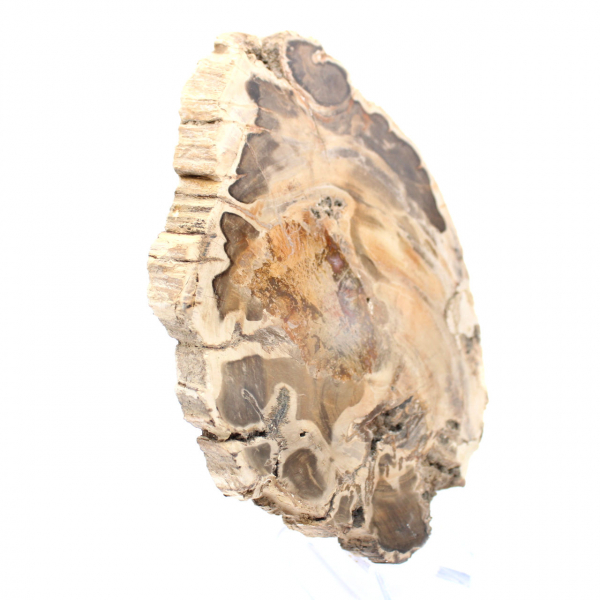 Polished fossil wood slice, decorative specimen, from Madagascar Polished fossil wood slice, decorative specimen, from Madagascar
