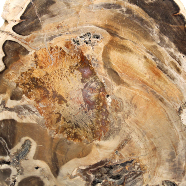 Polished fossil wood slice, decorative specimen, from Madagascar Polished fossil wood slice, decorative specimen, from Madagascar