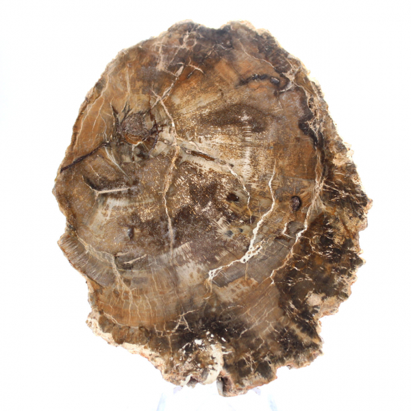 Small polished petrified wood ornament, natural fossil slice, Madagascar Small polished petrified wood ornament, natural fossil slice, Madagascar
