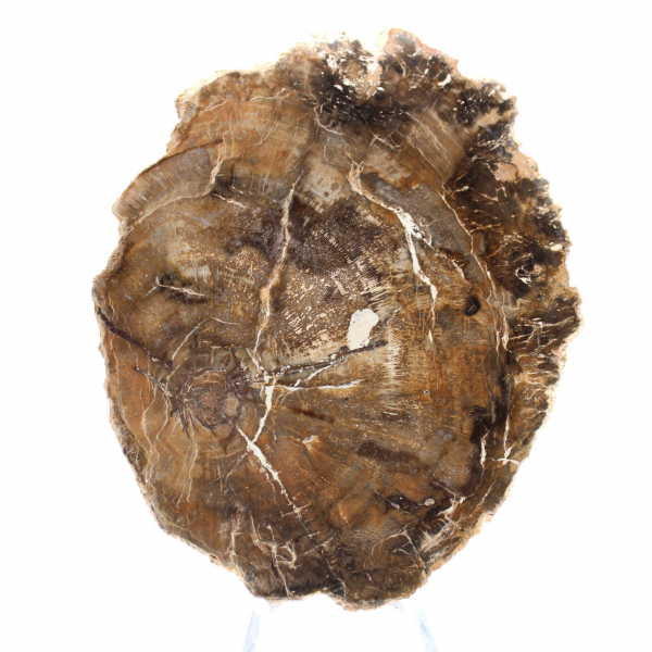 Small polished petrified wood ornament, natural fossil slice, Madagascar Small polished petrified wood ornament, natural fossil slice, Madagascar