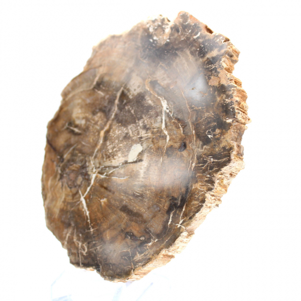 Small polished petrified wood ornament, natural fossil slice, Madagascar Small polished petrified wood ornament, natural fossil slice, Madagascar