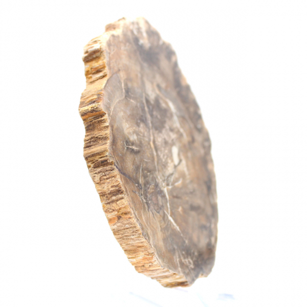 Small polished petrified wood ornament, natural fossil slice, Madagascar Small polished petrified wood ornament, natural fossil slice, Madagascar