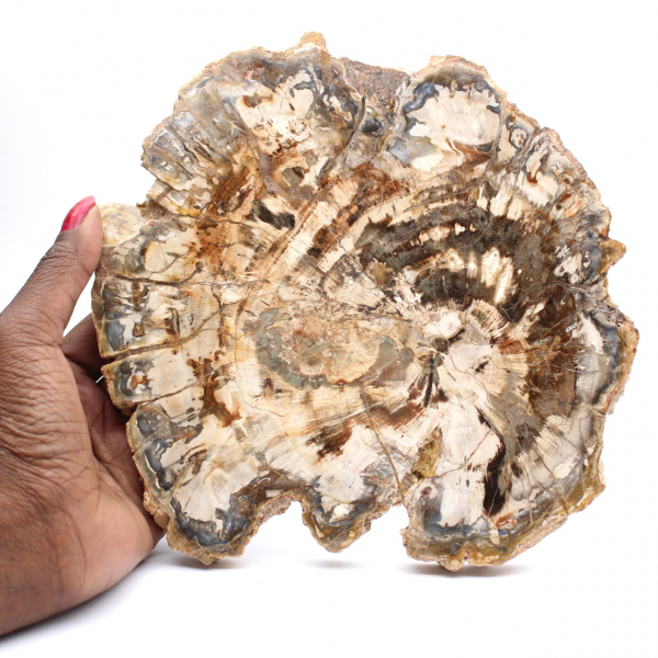 Fossilized wood (slice), polished ornament, collector's item, Madagascar Fossilized wood (slice), polished ornament, collector's item, Madagascar
