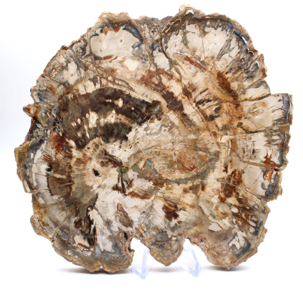 Fossilized wood (slice), polished ornament, collector's item, Madagascar Fossilized wood (slice), polished ornament, collector's item, Madagascar