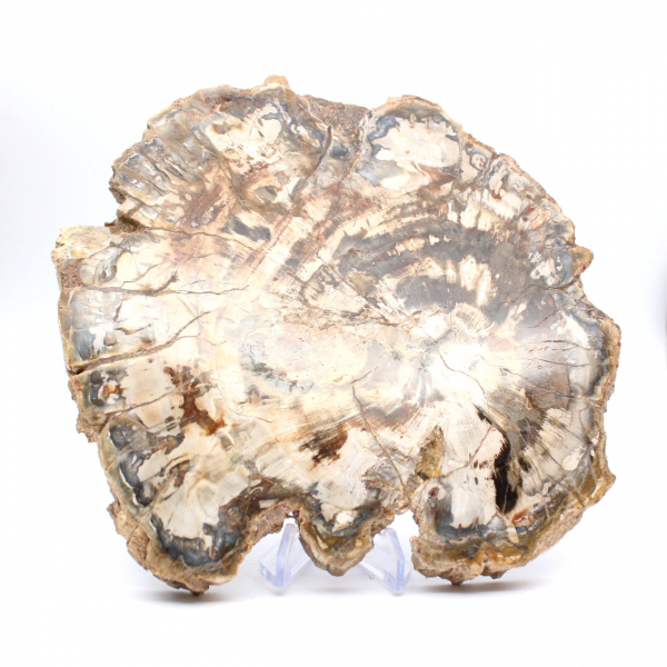 Fossilized wood (slice), polished ornament, collector's item, Madagascar Fossilized wood (slice), polished ornament, collector's item, Madagascar