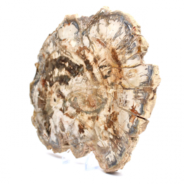 Fossilized wood (slice), polished ornament, collector's item, Madagascar Fossilized wood (slice), polished ornament, collector's item, Madagascar