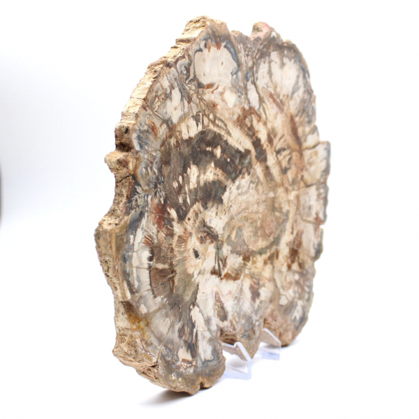 Fossilized wood (slice), polished ornament, collector's item, Madagascar Fossilized wood (slice), polished ornament, collector's item, Madagascar