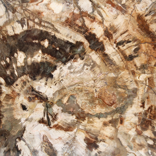 Fossilized wood (slice), polished ornament, collector's item, Madagascar Fossilized wood (slice), polished ornament, collector's item, Madagascar