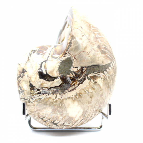 Polished Collectible Ammonite from Madagascar - Authentic Decorative Specimen