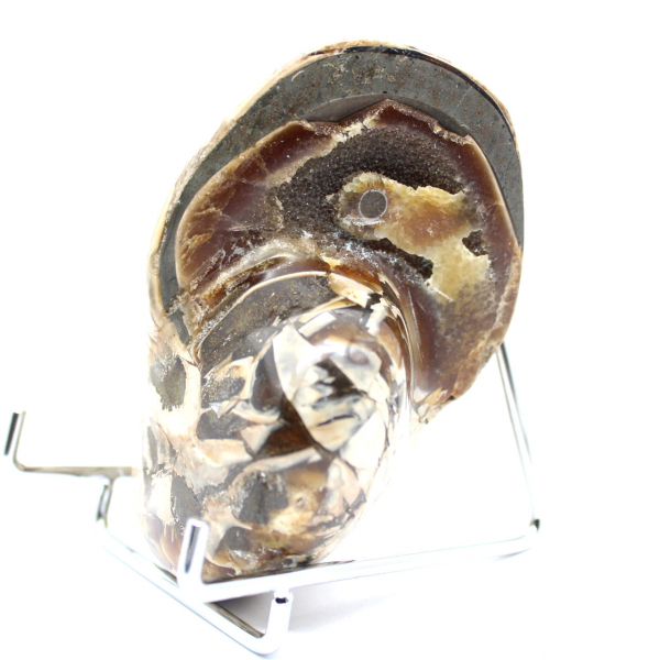 Polished Collectible Ammonite from Madagascar - Authentic Decorative Specimen