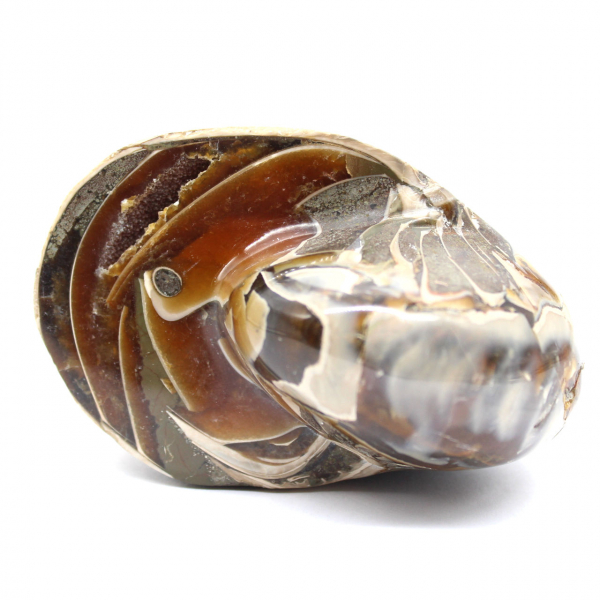 Polished Fossil Ammonite from Madagascar - Decoration and Geological Science