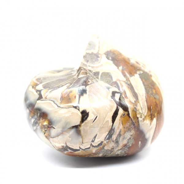 Polished Fossil Ammonite from Madagascar - Decoration and Geological Science