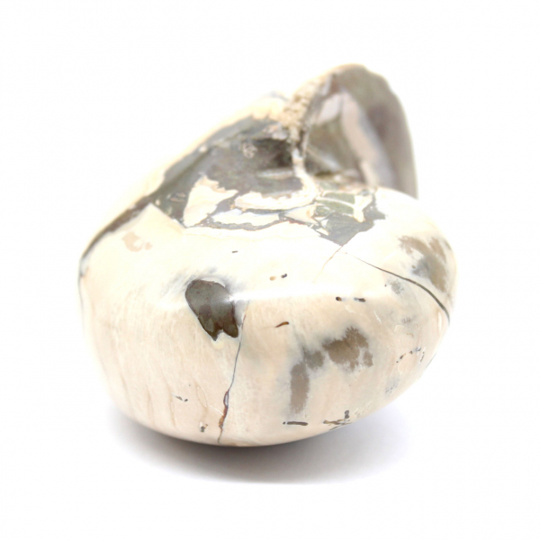 Ammonite Specimen from Madagascar - Polished Fossil for Collectors