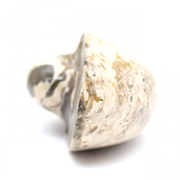 Ammonite Specimen from Madagascar - Polished Fossil for Collectors