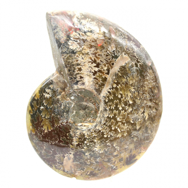 Polished Fossil Ammonite from Madagascar - Narrow and Slender Specimen