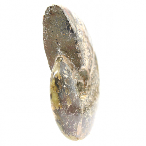 Polished Fossil Ammonite from Madagascar - Narrow and Slender Specimen