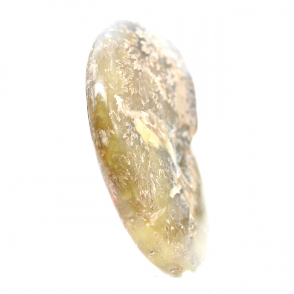 Polished Fossil Ammonite from Madagascar - Narrow and Slender Specimen