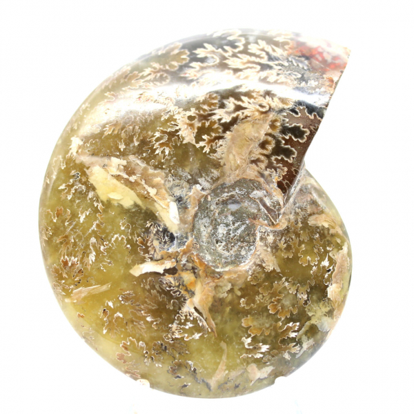 Polished Fossil Ammonite from Madagascar - Narrow and Slender Specimen