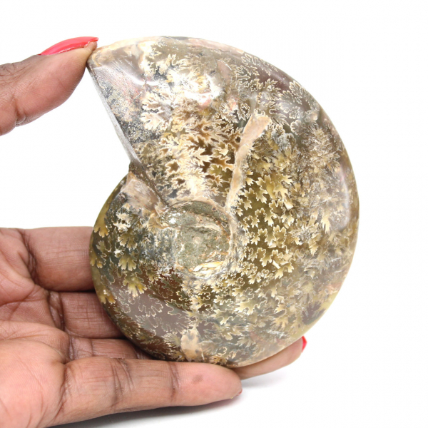 Polished Fossil Ammonite from Madagascar - Narrow and Slender Specimen