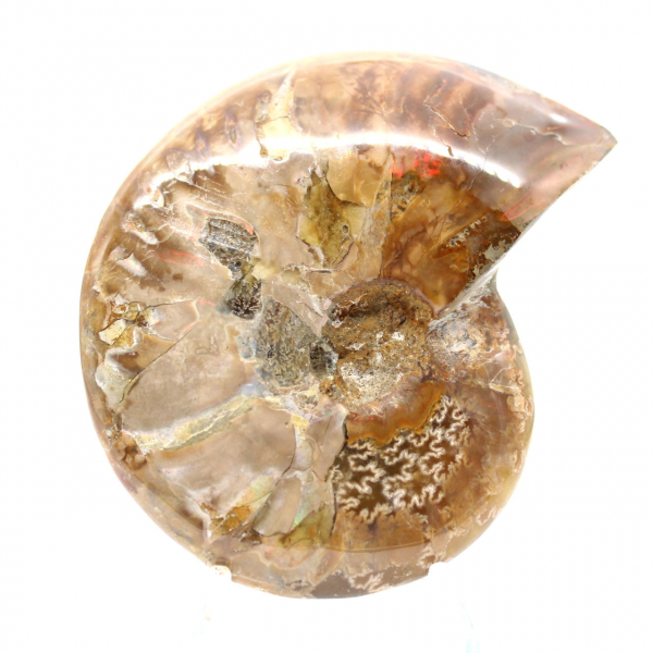 Polished Ammonite Fossil - Natural Stone from Madagascar for Collectors