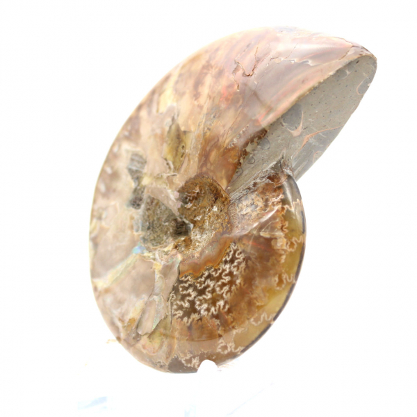 Polished Ammonite Fossil - Natural Stone from Madagascar for Collectors